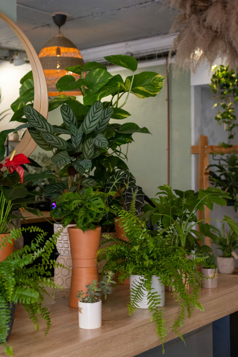 Infusion florale, votre fleuriste et salon de thé au centre-ville de Toulon
